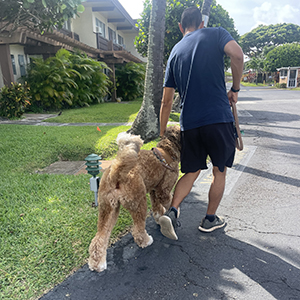 Doggy Homestay