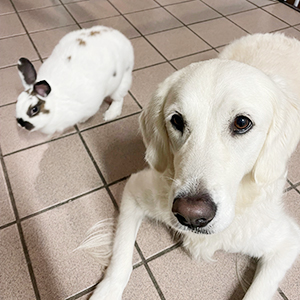 Doggy Homestay