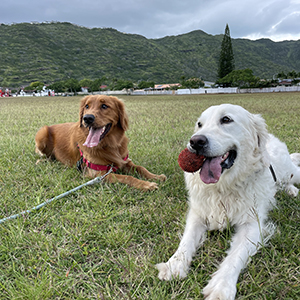 Doggy Homestay