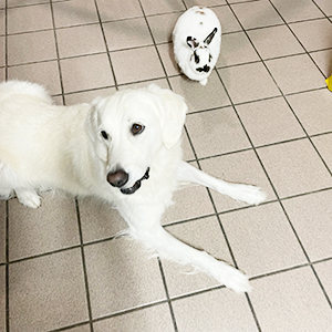 Doggy Homestay