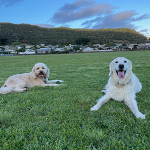 Doggy Homestay