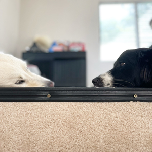 Doggy Homestay