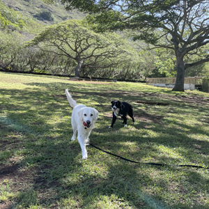 Doggy Homestay