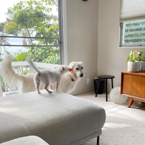 Doggy Homestay