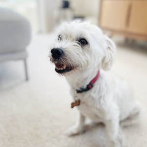 Doggy Homestay