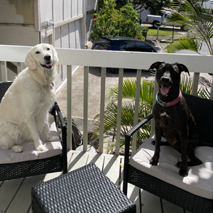 Doggy Homestay