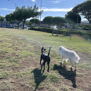 Doggy Homestay