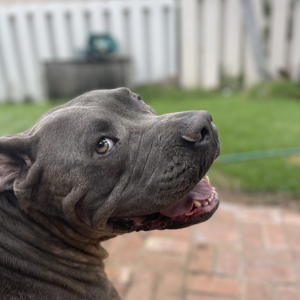 Pet Sitting