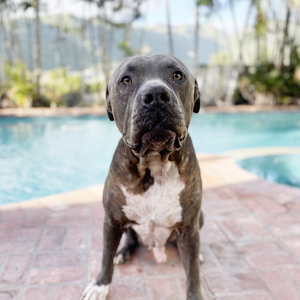 Pet Sitting