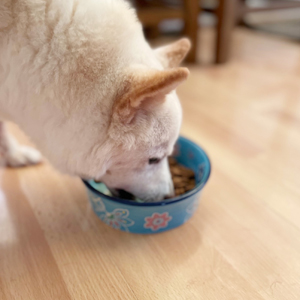 Pet Sitting