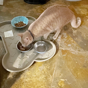 Pet Sitting