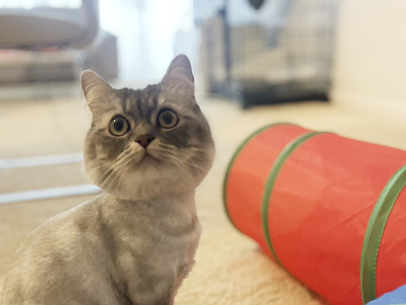 Pet sitting