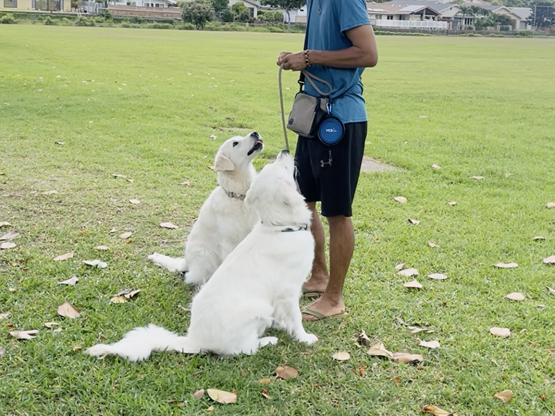 Dog Training